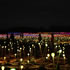 View Field of Light Uluru