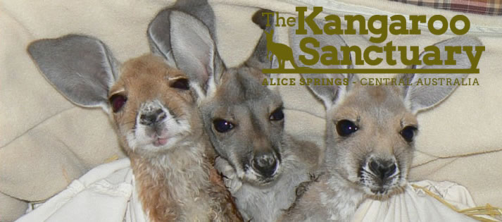 The Kangaroo Sanctuary